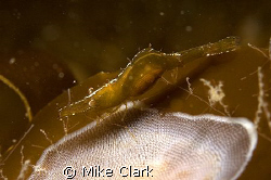 pregnant shrimp on moving kelp, Nikon D 70, 60mm nikon le... by Mike Clark 